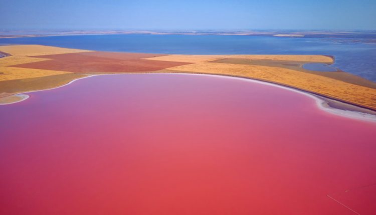البحيرات الوردية التي تتشكل في بحر آزوف قرب شريط أرابات الساحلي الذي يربط القرم بالبر الأوكراني