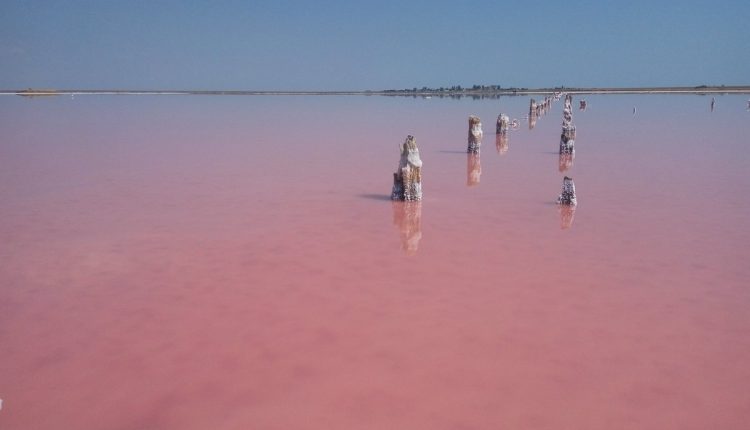تشكل بلورات الملح في البحيرات الوردية على شواطئ بحر آزوف بأرابات
